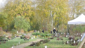 Un des plus grands marchés de rosiers se tiendra du 11 au 14 novembre dans le Maine-et-Loire