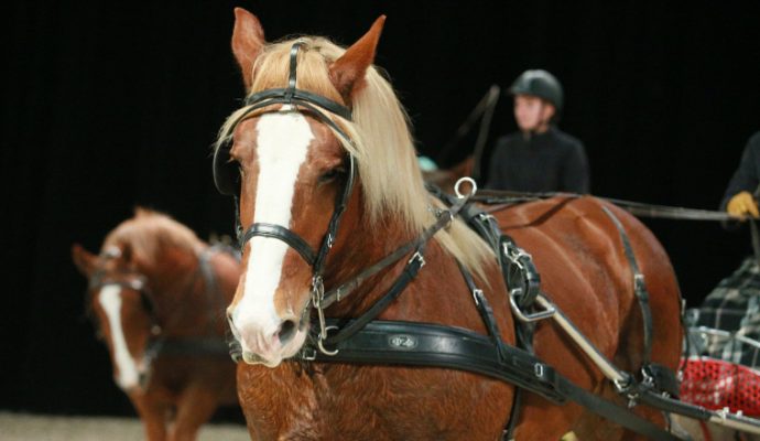 Le salon du cheval de retour à Angers du 11 au 14 novembre 2021