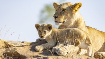 Le Bioparc de Doué-la-Fontaine rouvre pour les vacances de Noël