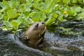 loutre géante Bioparc