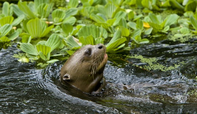 Une loutre géante du Bioparc de Doué-la-Fontaine va être réintroduite dans son milieu naturel