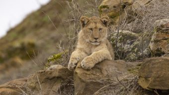 Le Bioparc rouvre ses portes ce samedi 5 février pour une nouvelle saison