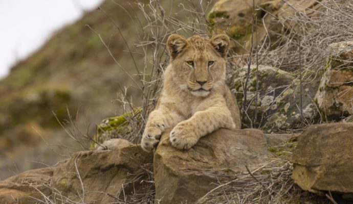 Le Bioparc rouvre ses portes ce samedi 5 février pour une nouvelle saison