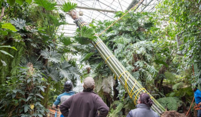 Un arbre tropical de 12 mètres quitte Terra Botanica pour le zoo de Beauval