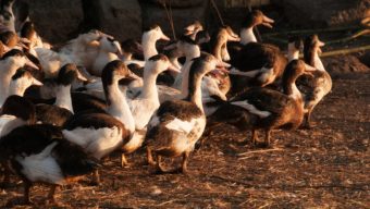 Un second foyer de grippe aviaire « hautement pathogène » détecté dans le Maine-et-Loire