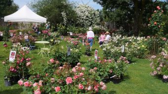 La plus grande roseraie des Pays de Loire rouvre le 30 avril à Doué-la-Fontaine