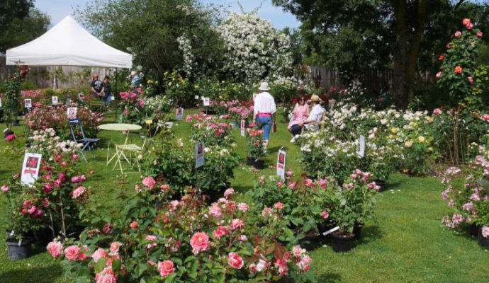 La plus grande roseraie des Pays de Loire rouvre le 30 avril à Doué-la-Fontaine