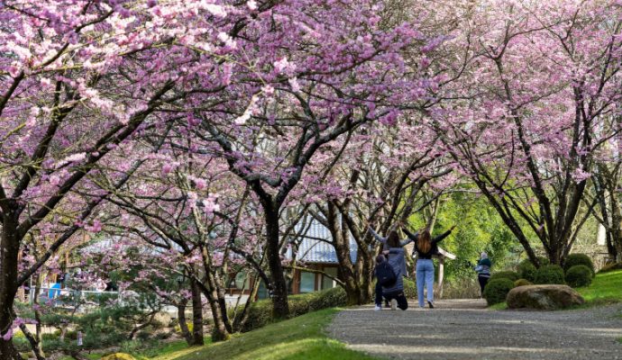 Le Parc oriental de Maulévrier rouvre ses portes au public ce samedi 12 mars