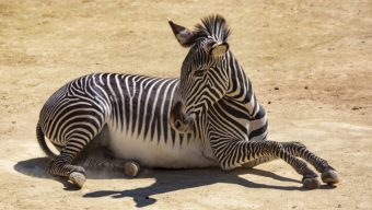 Face à la sécheresse, le Bioparc de Doué vient au secours des zèbres au Kenya