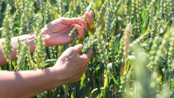 Le bio à l’honneur du 19 mai au 19 juin pour la 23e édition du Printemps Bio