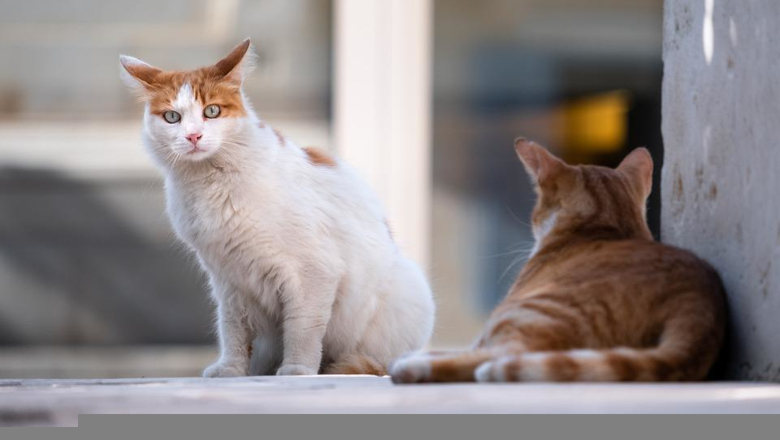 Chat - Errant - Félin