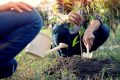 Plantation arbre