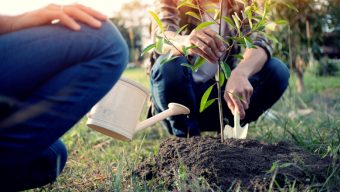 La ville d’Angers va aider financièrement les angevins à acheter des arbres