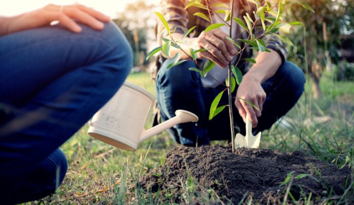 La ville d’Angers va aider financièrement les angevins à acheter des arbres