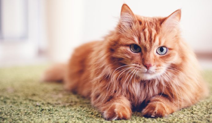 Les chats à l’honneur au Parc des expositions d’Angers les 3 et 4 septembre