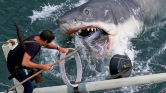 Le film « Les dents de la mer » diffusé à la piscine de la Roseraie