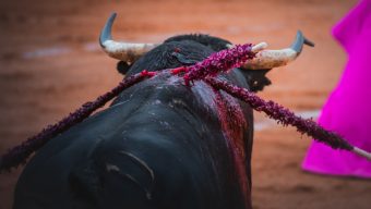 Un rassemblement à Angers pour soutenir l’interdiction de la corrida