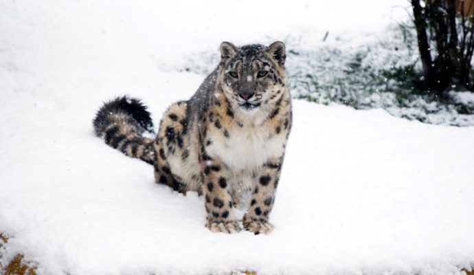 Le Bioparc de Doué-la-Fontaine ouvre pour les vacances de Noël