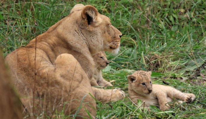 Deux lionceaux sont nés au Bioparc de Doué-la-Fontaine