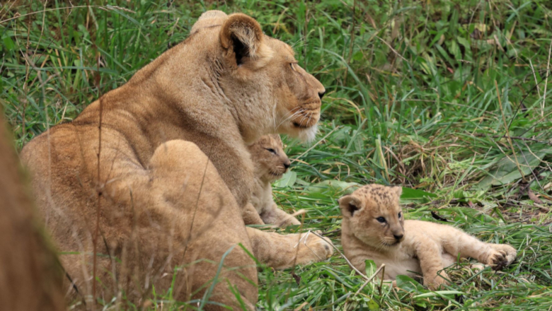 Deux lionceaux sont nés au Bioparc de Doué-la-Fontaine - © E. Flautre