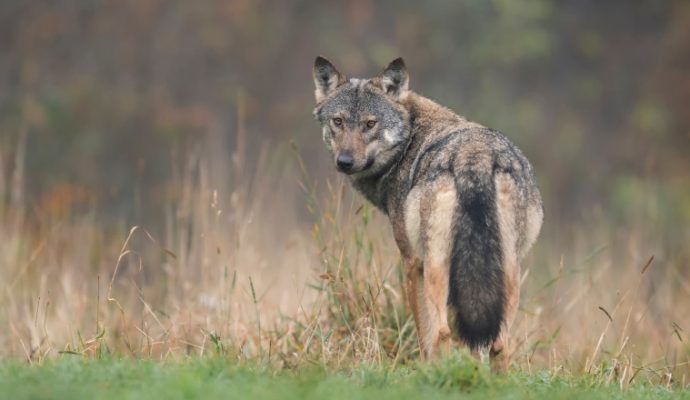 Le loup est-il présent dans le Maine-et-Loire ?