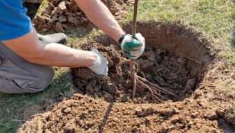 La ville d’Angers apporte une aide financière pour permettre aux particuliers d’acheter des arbres