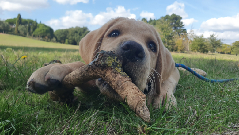 Chiens guides d'aveugles