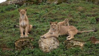 Le Bioparc de Doué-la-Fontaine rouvre ses portes ce samedi 4 février