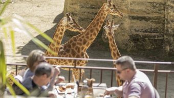 Le Bioparc de Doué-la-Fontaine organise un job dating spécial restauration le 1er mars