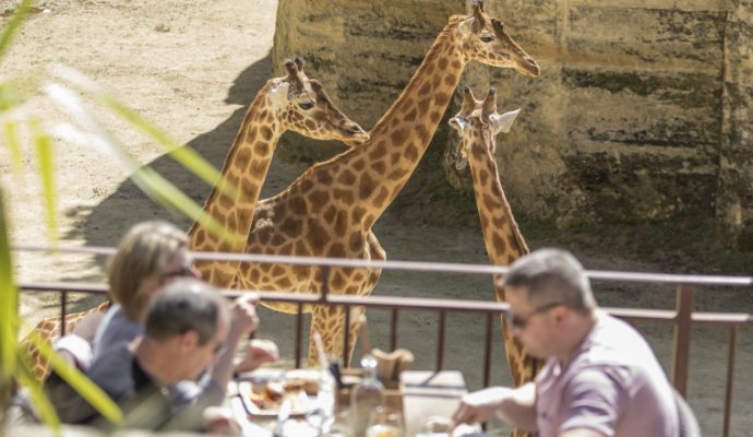 Le Bioparc de Doué-la-Fontaine organise un job dating spécial restauration le 1er mars