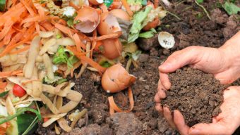 Un atelier pour apprendre à faire son compost