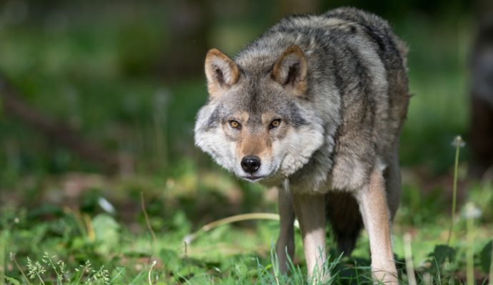 Pour la défense du loup, l’association One Voice se mobilise à Angers