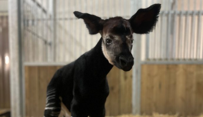 Une naissance rarissime au Bioparc de Doué-la-Fontaine