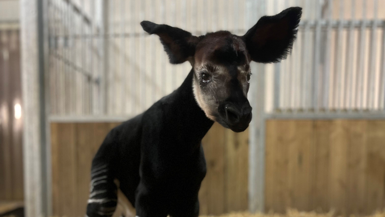 Okapi Bioparc