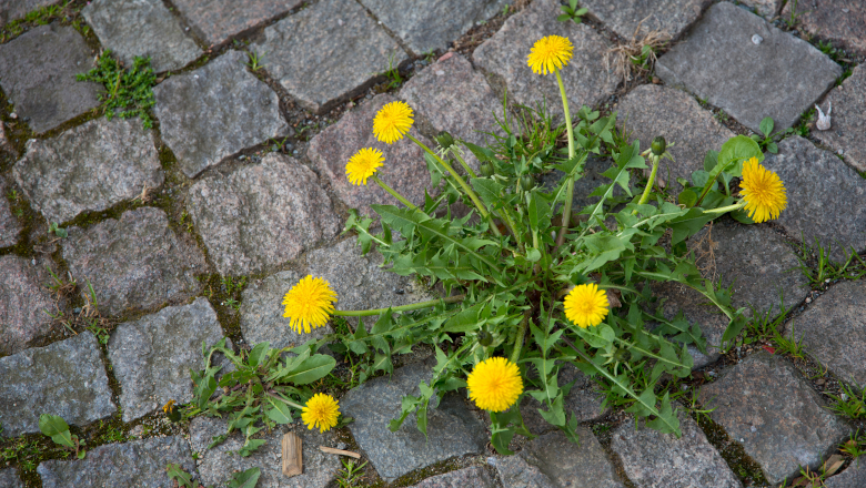 Végétal - Fleurs rue