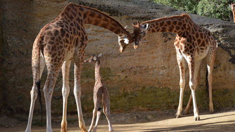 Griafon Bioparc