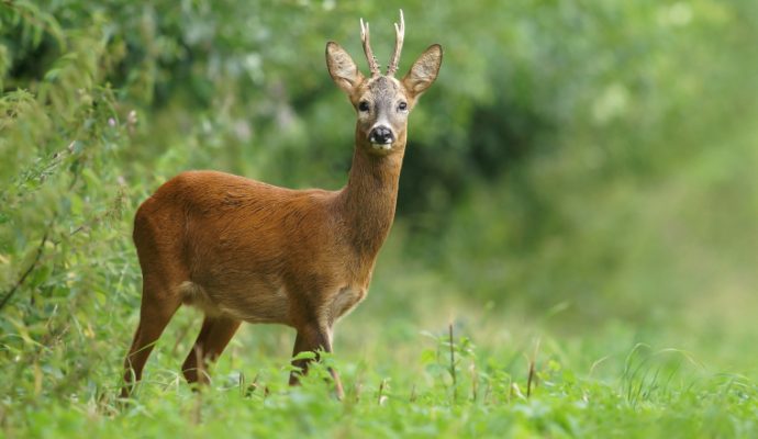 La régulation de la population de chevreuils au parc de Pignerolle fait réagir