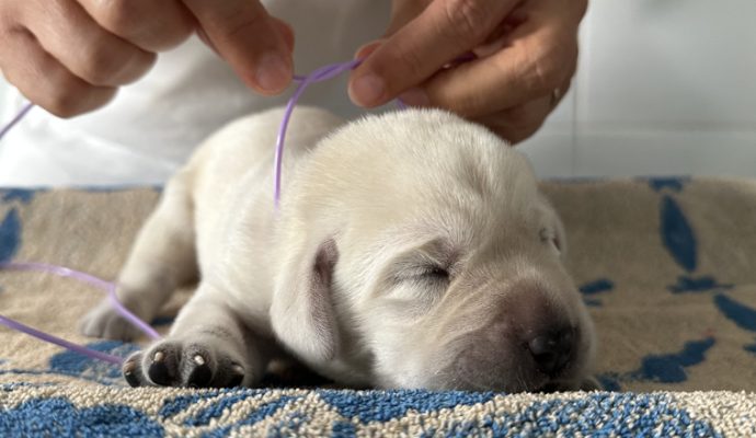 La Maison du chiot de l’association des chiens guides d’aveugles de l’Ouest accueille son 500ème chiot