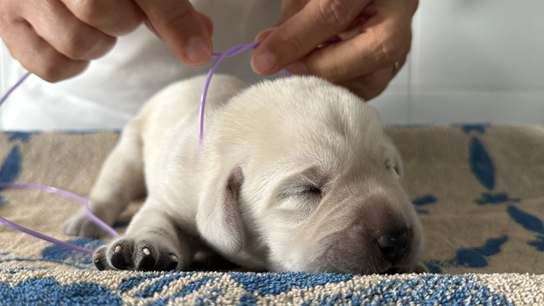 Chiot - Chiens Guides d'aveugles de l'Ouest