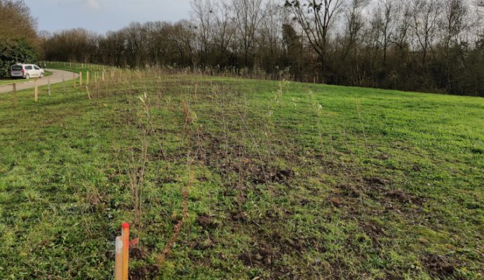 Une forêt urbaine en cours de plantation parc Balzac