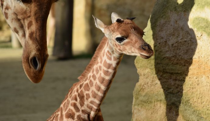 Un cinquième girafon est né au Bioparc de Doué-la-Fontaine