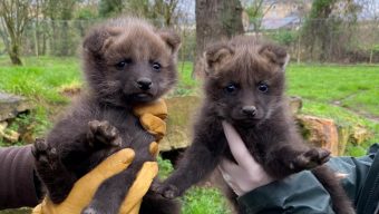 Deux louveteaux sont nés au Bioparc de Doué-la-Fontaine