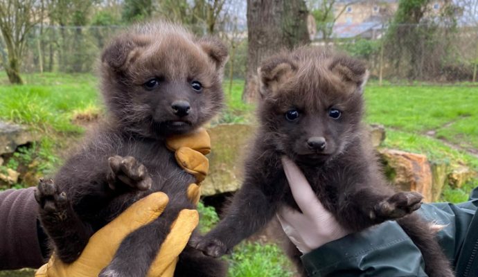 Deux louveteaux sont nés au Bioparc de Doué-la-Fontaine