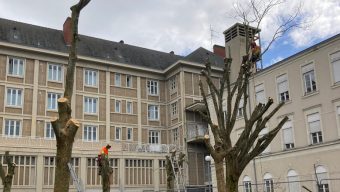 L’abattage d’arbres pour laisser place à un parking silo fait grincer des dents