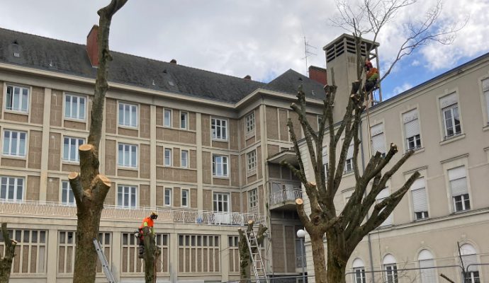 L’abattage d’arbres pour laisser place à un parking silo fait grincer des dents