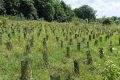 Plantation forêt