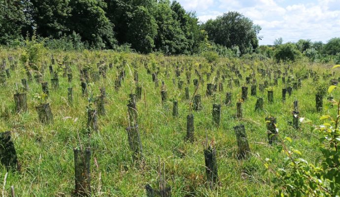 Près d’Angers, ils veulent créer une nouvelle forêt