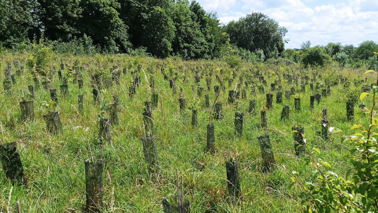 Plantation forêt