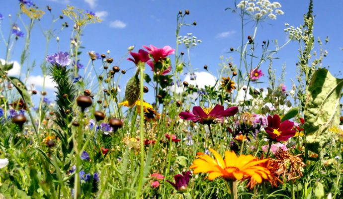 Un atlas de la biodiversité pour l’agglomération angevine