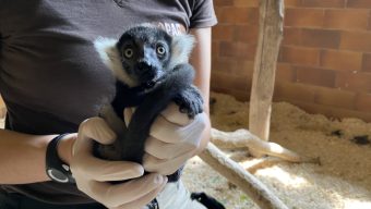 Un bébé vari, une espèce menacée d’extinction, est né au Bioparc de Doué-la-Fontaine